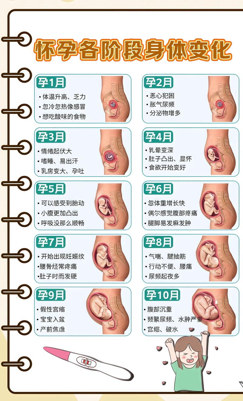 揭秘供卵代孕妈妈怀孕小腹分两节，孕期变化的奥秘九龙坡代生机构:
